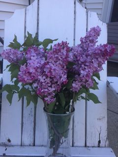 Lilacs