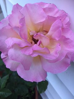Pink Rose